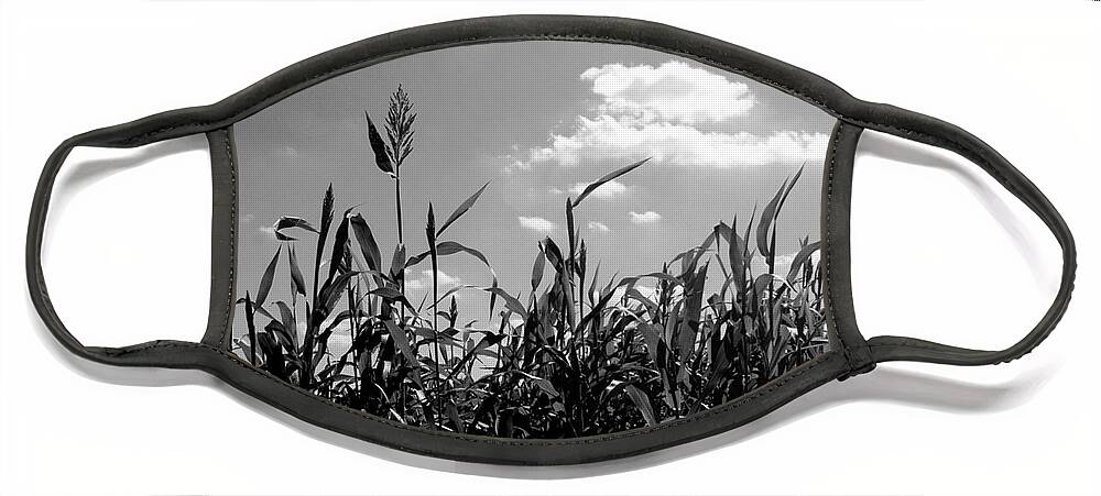 Photo For Sale Face Mask featuring the photograph Cornfield in Black and White by Robert Wilder Jr