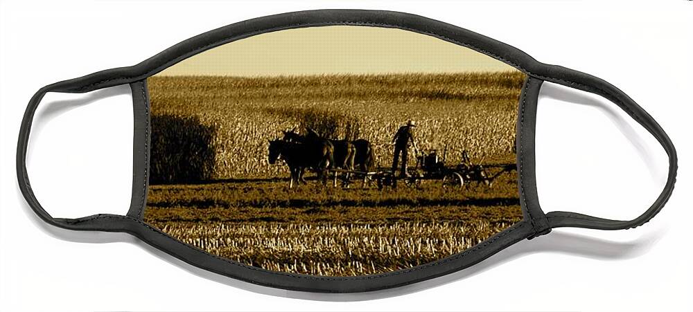 Amish Face Mask featuring the photograph Cornfield Shadows by Tana Reiff