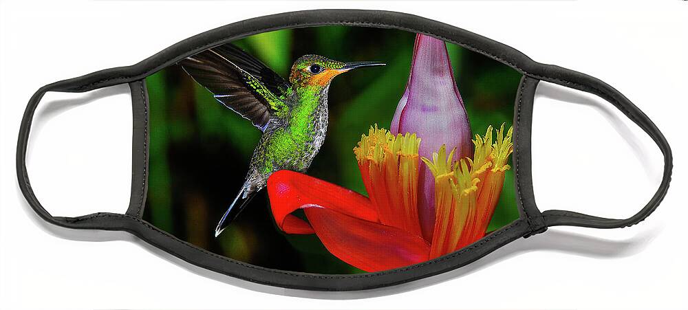 Hummingbird Photographs Face Mask featuring the photograph Costa Rican Hummingbird by Harry Spitz