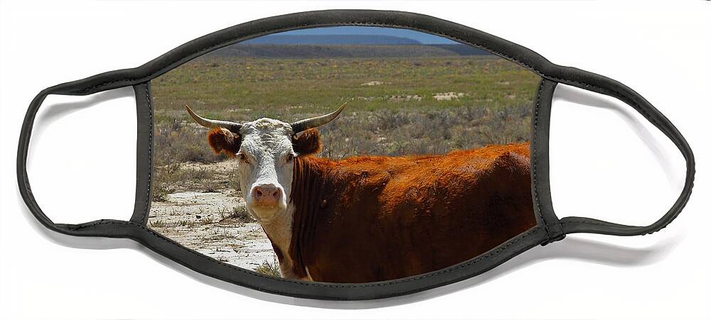 Cow Face Mask featuring the photograph Cow by Carl Moore