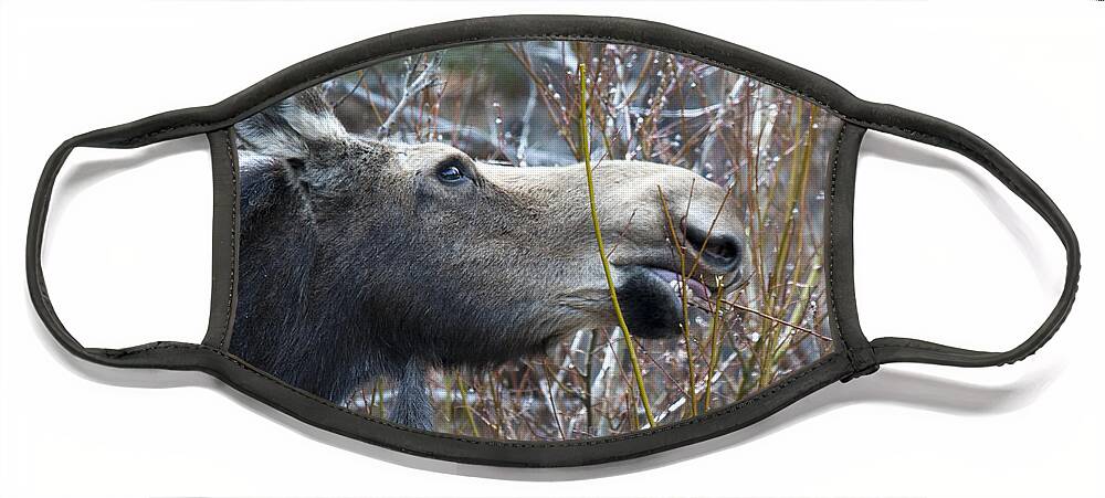 Moose Face Mask featuring the photograph Cow Moose Dining On Willow by Gary Beeler