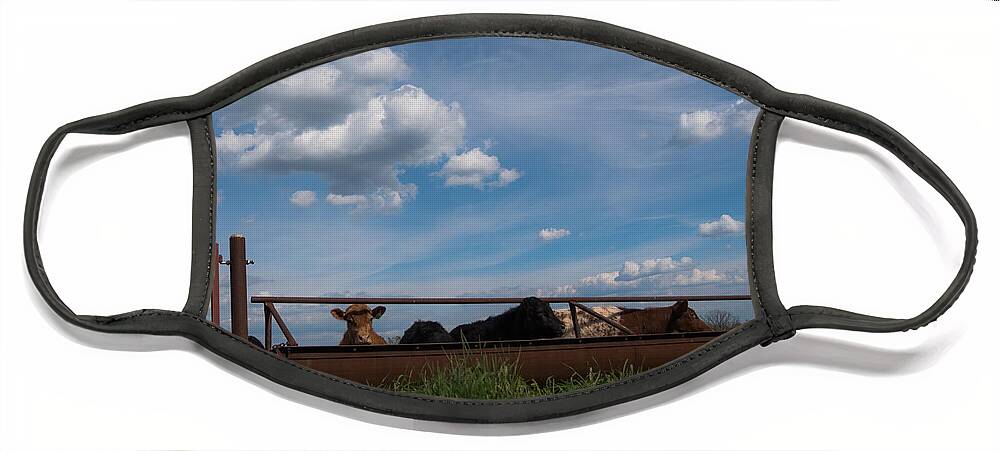 Cow Face Mask featuring the photograph Cows on the Farm by Holden The Moment