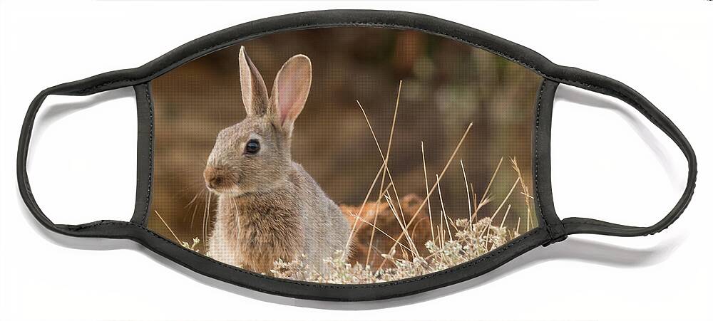 Rabbit Face Mask featuring the photograph Curious Kit by Wendy Cooper