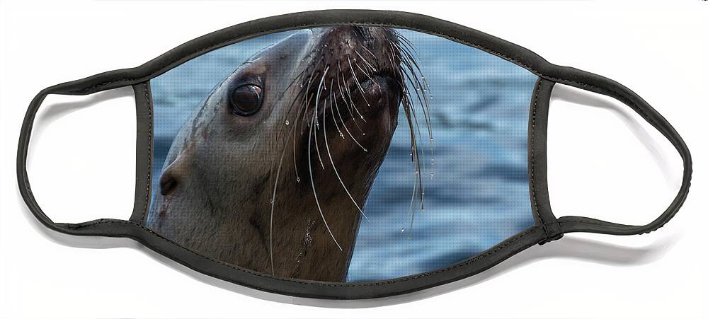 Sea Lion Face Mask featuring the photograph Curious Lion by David Kirby