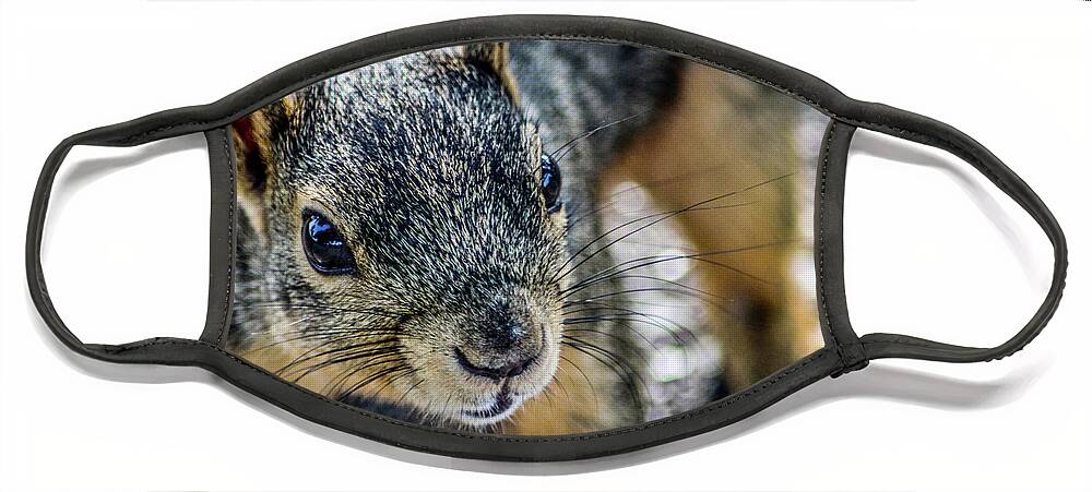 Brown Squirrel Face Mask featuring the photograph Curious Squirrel by Joann Copeland-Paul