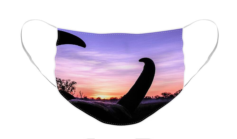 Curious Sunrise By Lexa Harpell Face Mask featuring the photograph Curious Sunrise by Lexa Harpell