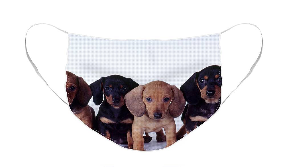 Dachshund Face Mask featuring the photograph Dachshund Puppies by Carolyn McKeone and Photo Researchers
