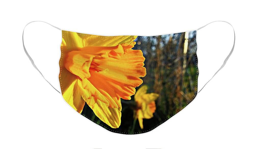 Daffodil Face Mask featuring the photograph Daffodil Evening by Robert Knight