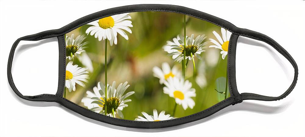 Daisies Face Mask featuring the photograph Daisies Galore 2014-1 by Thomas Young