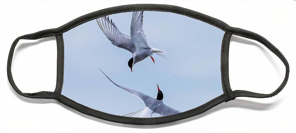 Dancing Arctic Terns Face Mask featuring the photograph Dancing Arctic Terns by Torbjorn Swenelius