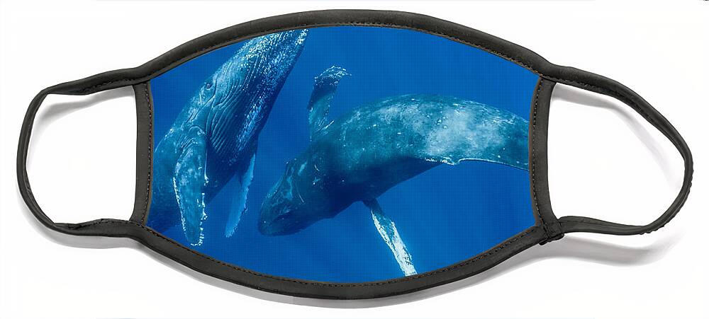 00513190 Face Mask featuring the photograph Dancing Humpback Whales by Flip Nicklin