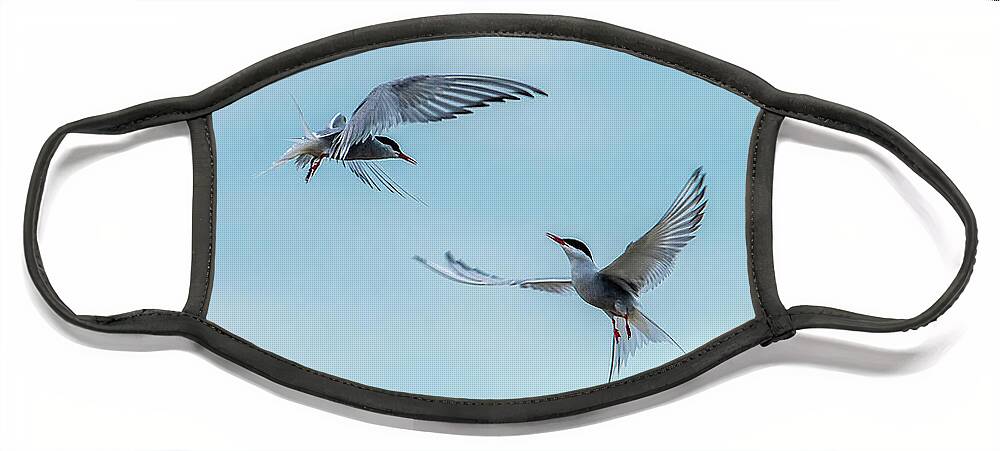 Flying Common Terns Face Mask featuring the photograph Dancing Terns by Torbjorn Swenelius