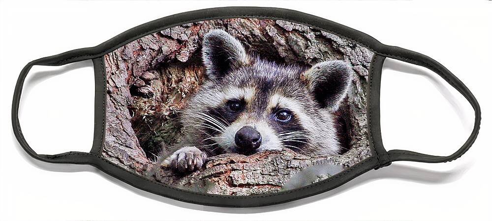 Raccoon Face Mask featuring the photograph Daydreaming II by Gina Fitzhugh