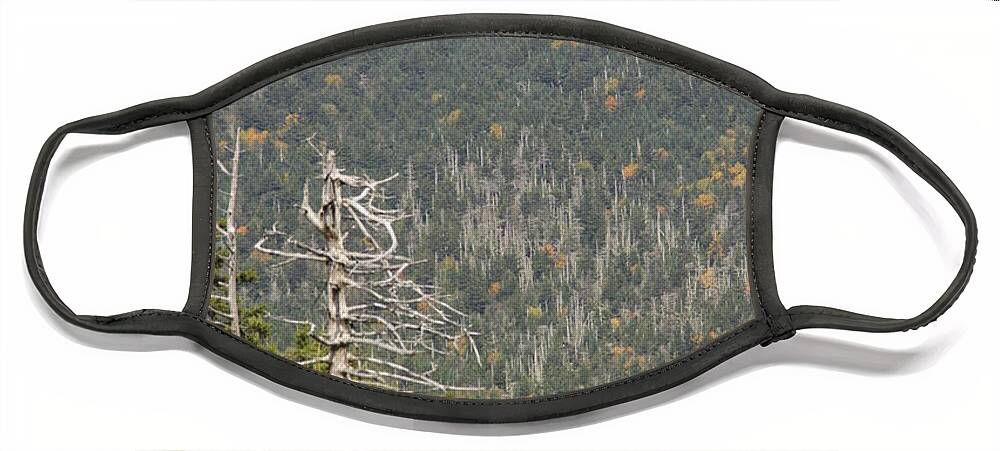 Dead Tree Face Mask featuring the photograph Deeper Into Forest by Allen Nice-Webb