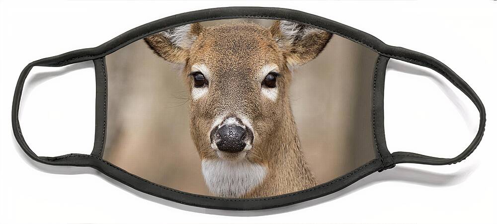 White-tail Face Mask featuring the photograph Deer 4 by Deborah Ritch