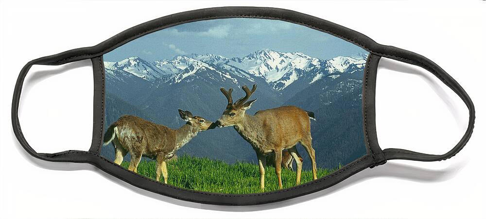 Black Tailed Deer Face Mask featuring the photograph MA-181-Deer in Love by Ed Cooper Photography