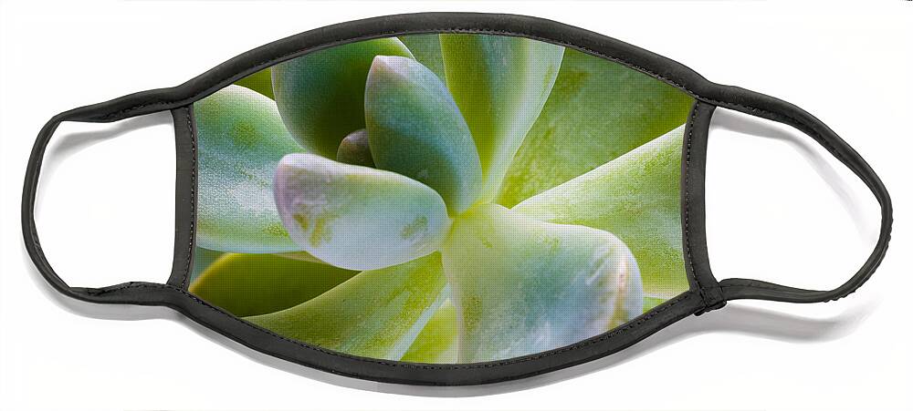 Beautiful Face Mask featuring the photograph Blue Pearl Plant by Raul Rodriguez