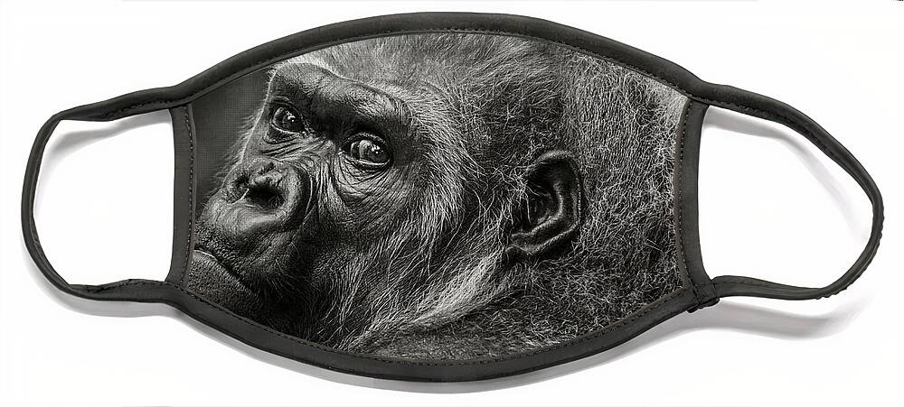 Western Lowland Gorilla Face Mask featuring the photograph Desperation by Eva Lechner