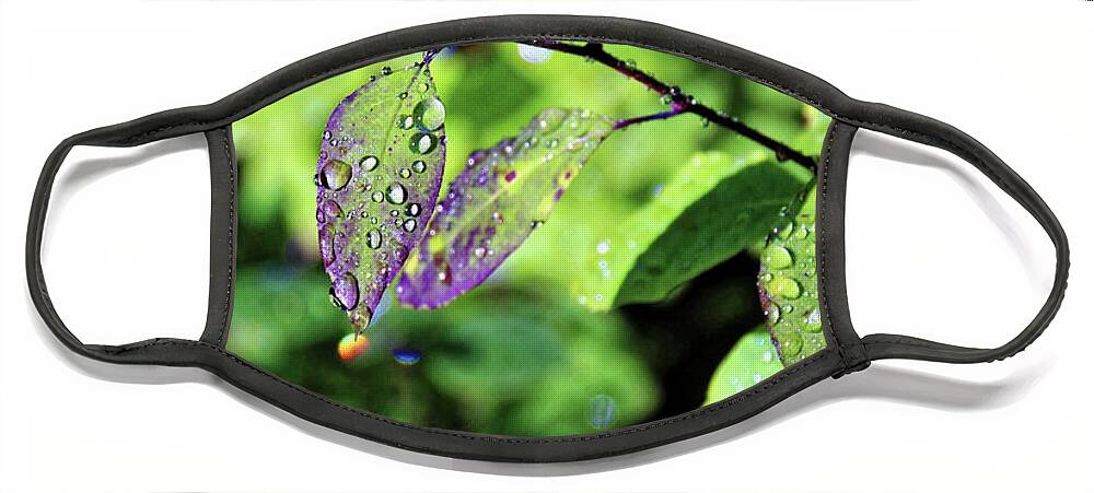 Mini Rainbow Face Mask featuring the photograph Dew Drop Leaves by Doolittle Photography and Art