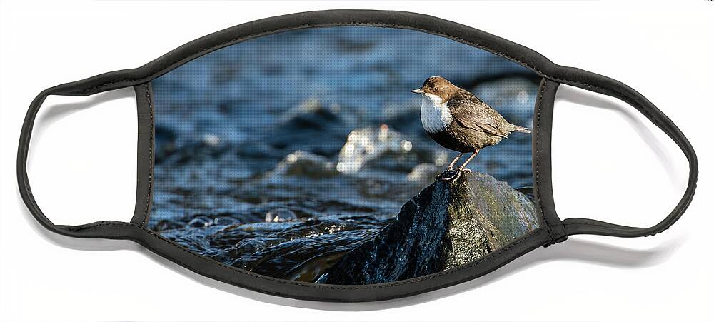 Dipper On The Rock Face Mask featuring the photograph Dipper on the rock by Torbjorn Swenelius