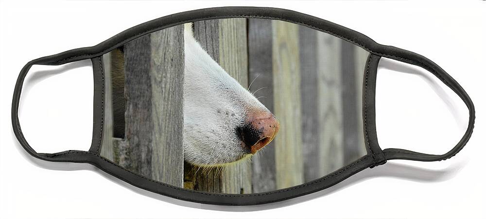 Adorable Face Mask featuring the photograph Dog Nose by Joye Ardyn Durham