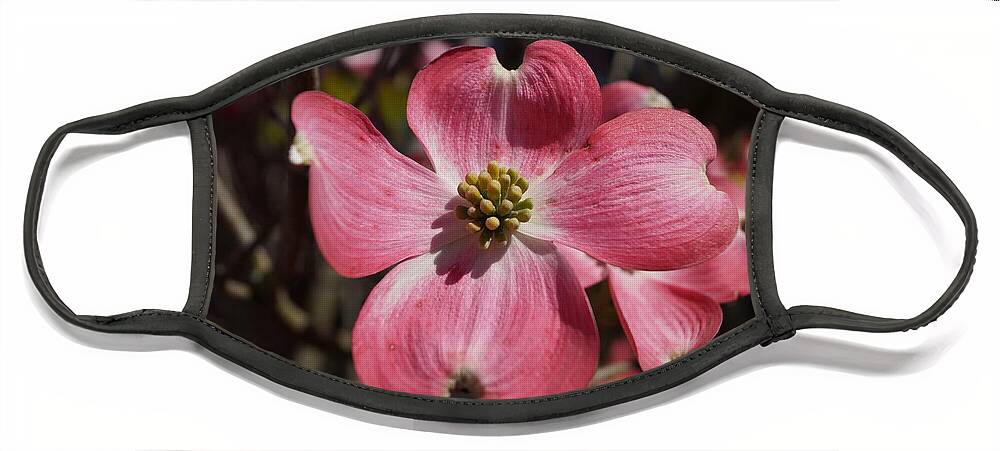 Dogwood Face Mask featuring the photograph Dogwood blossom by Beth Collins
