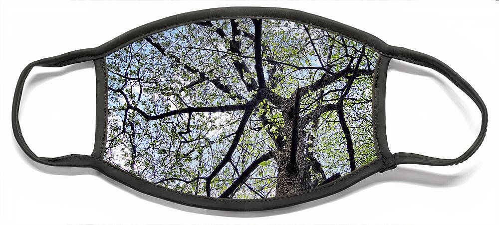 Dogwood Face Mask featuring the photograph Dogwood Canopy by Cricket Hackmann