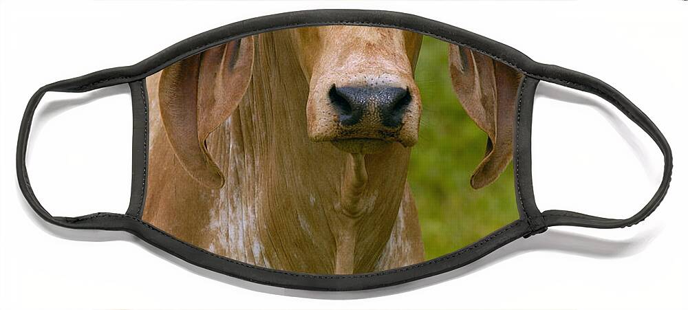 Mp Face Mask featuring the photograph Domestic Cattle Bos Taurus Male by Pete Oxford