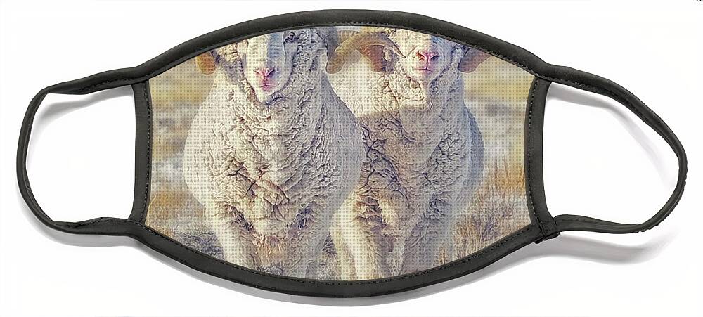 Sheep Face Mask featuring the photograph Double the Ram Power by Amanda Smith