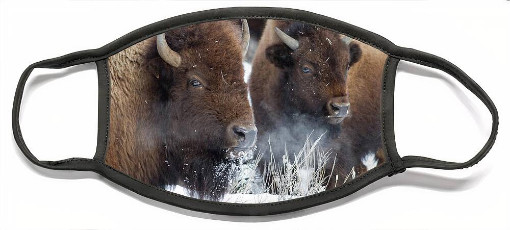 Bison Face Mask featuring the photograph Double Vision by Eilish Palmer
