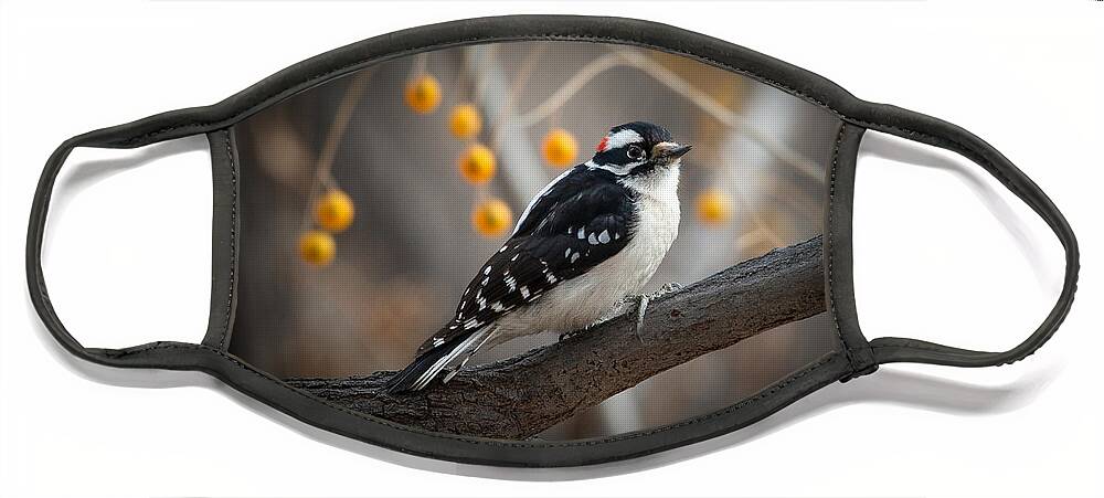 Woodpecker Face Mask featuring the photograph Downy Woodpecker by Lisa Manifold