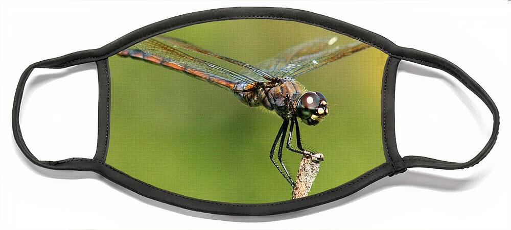 Dragonfly Face Mask featuring the photograph Dragonfly on a Stick by Robert Wilder Jr