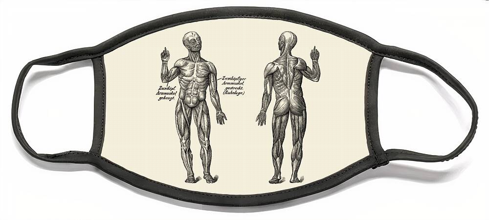 Human Body Face Mask featuring the photograph Dual View Arm Muscular System - German Diagram - Vintage Anatomy by Vintage Anatomy Prints