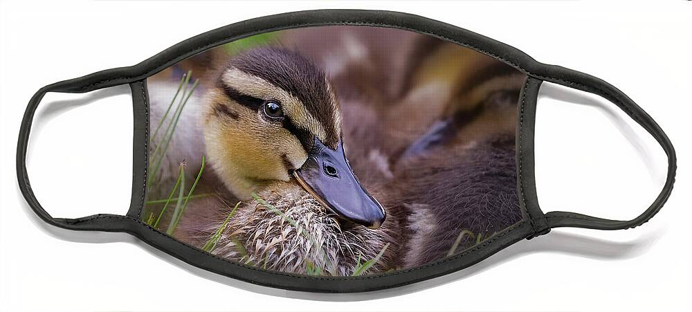 Ducklings Face Mask featuring the photograph Ducklings Cuddling by Susan Candelario