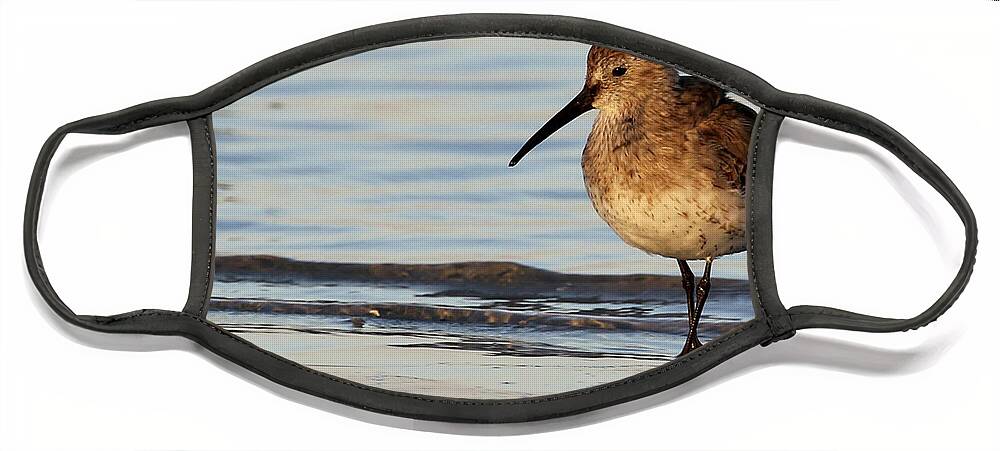 Nature Face Mask featuring the photograph Dunlin by Meg Rousher