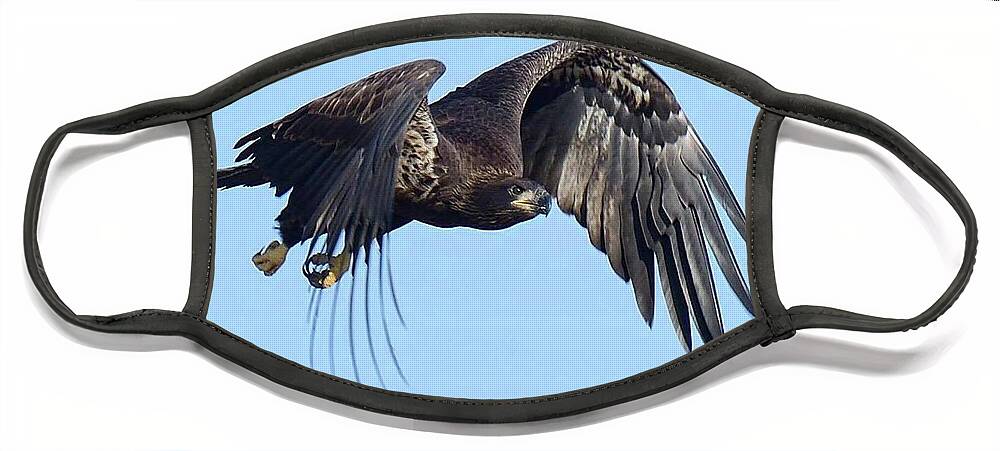 Eagles Face Mask featuring the photograph E9 flying away by Liz Grindstaff