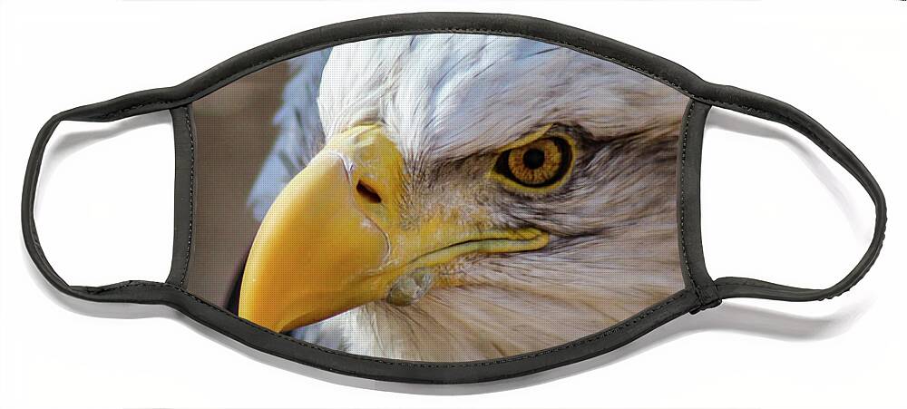 Bald Eagle Face Mask featuring the photograph Eagle Eye by Holly Ross