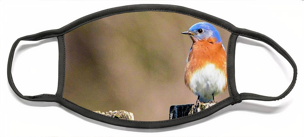 Eastern Bluebird Face Mask featuring the photograph Eastern Bluebird by Sumoflam Photography