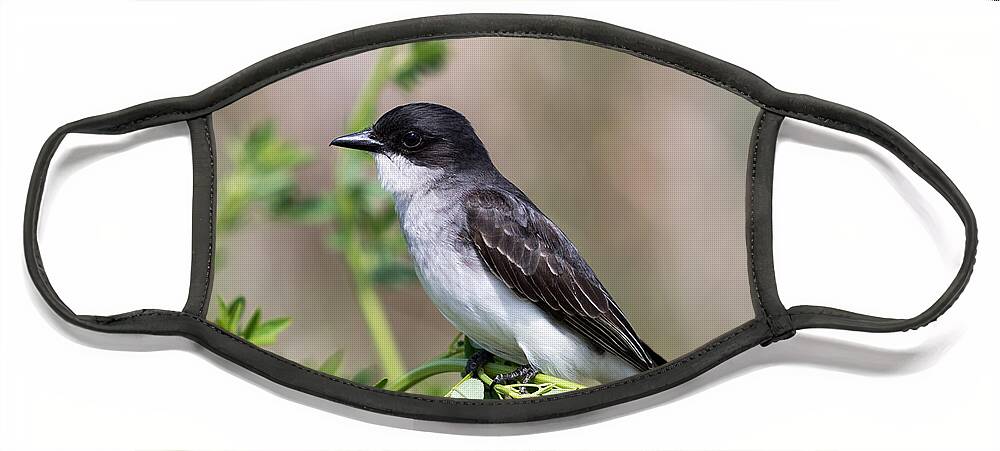 Art Face Mask featuring the photograph Eastern Kingbird by Phil Spitze