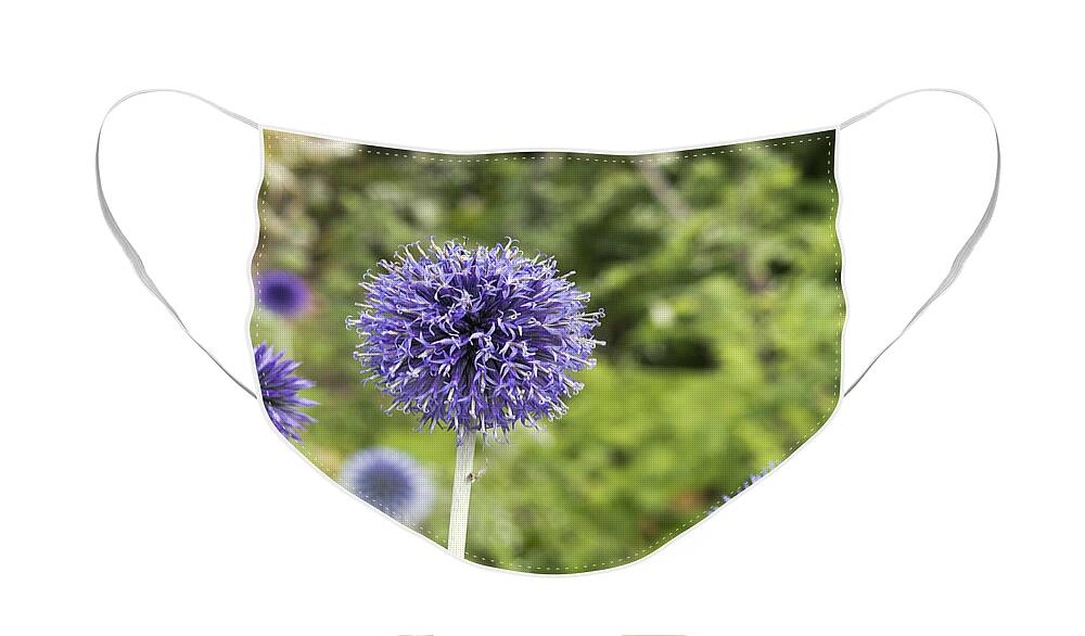 Flower Face Mask featuring the photograph Curious echinop peeking at the camera by Helga Novelli