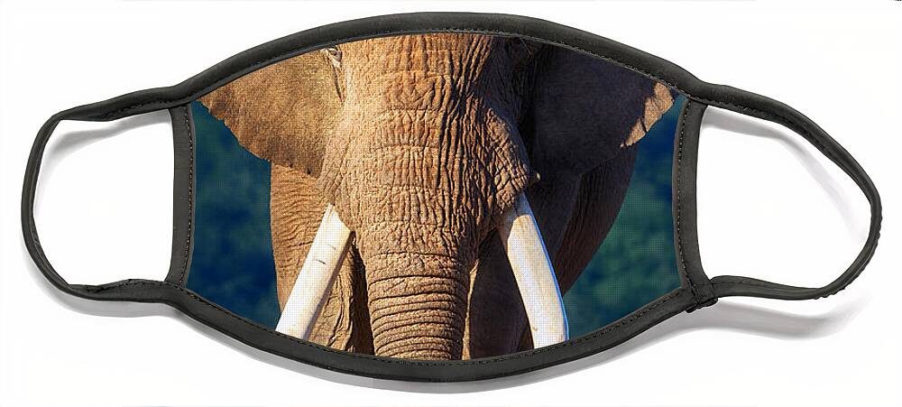 Elephant Face Mask featuring the photograph Elephant approaching by Johan Swanepoel