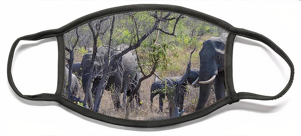 Africa Face Mask featuring the photograph Elephant Family on the Move by Jeff at JSJ Photography
