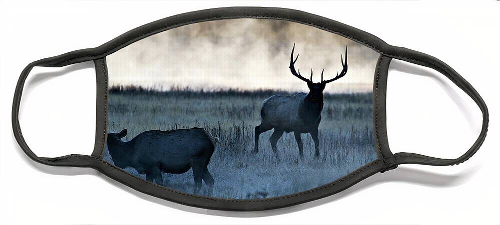 Elk Face Mask featuring the photograph Elk in the Mist by Wesley Aston