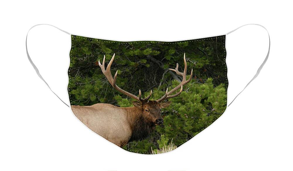Elk Face Mask featuring the photograph Elk by Ronnie And Frances Howard