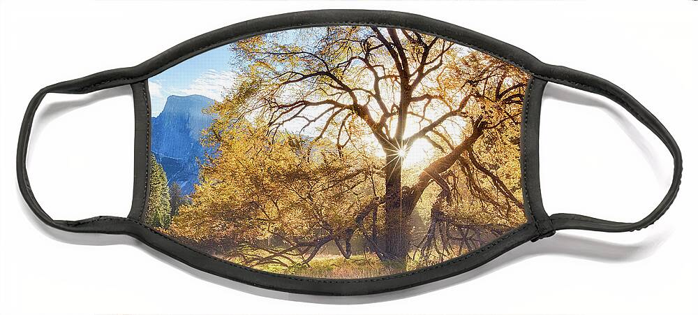 A Captured Moment Of Yosemite's Cooks Meadow In Autumn. Face Mask featuring the photograph Elm Tree Cooks Meadow by Anthony Michael Bonafede