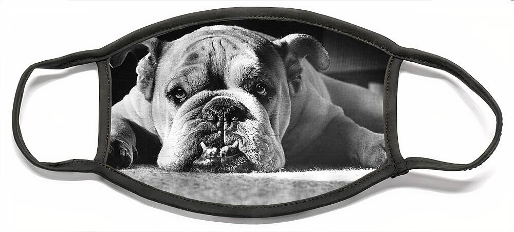 Animal Face Mask featuring the photograph English Bulldog by M E Browning and Photo Researchers