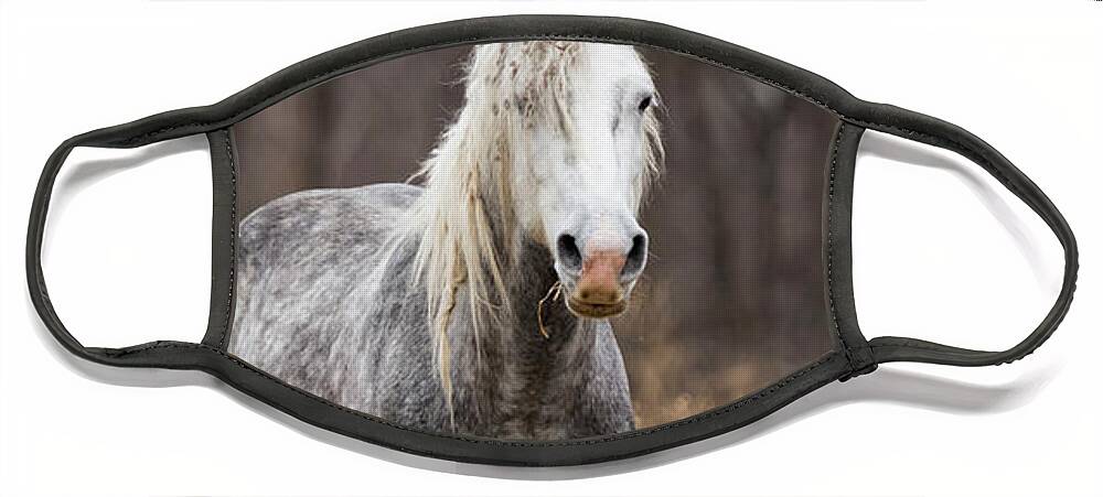Horse Face Mask featuring the photograph Escape by Holly Ross