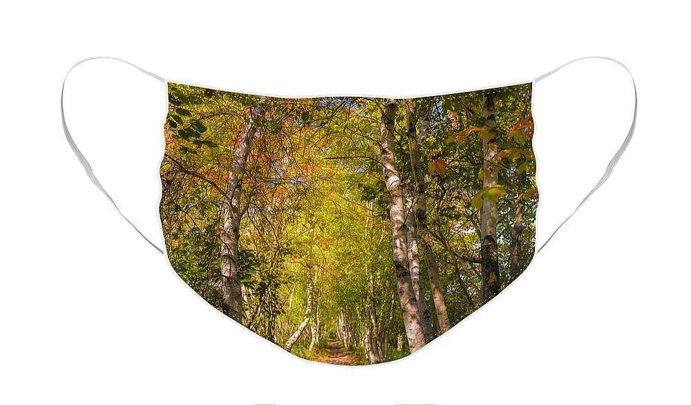 Acadia National Park Face Mask featuring the photograph Ethereal Grove by Kim Carpentier