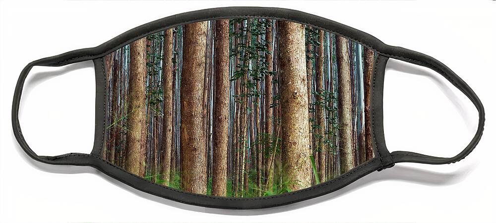 Hawaii Face Mask featuring the photograph Eucalyptus Forest by Christopher Johnson