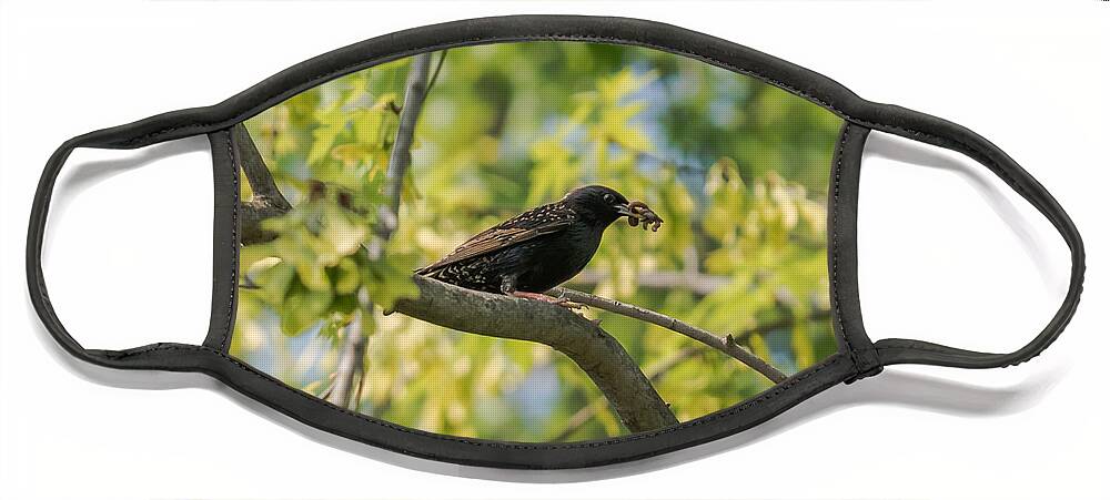 Bird Face Mask featuring the photograph European Starling With Lunch by Holden The Moment